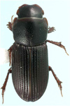 Ataenius chilensis